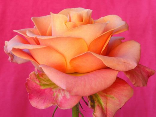 419846 (a): :1600x1200